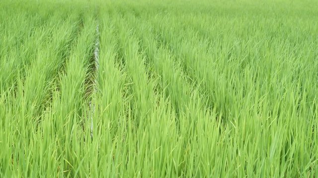 green rice fiald background or green grass in the wind with wheat sprout leafes sway in Thailand farming