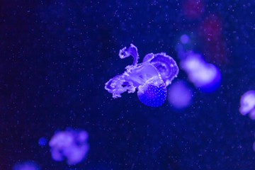 Obraz na płótnie Canvas jellyfish in blue
