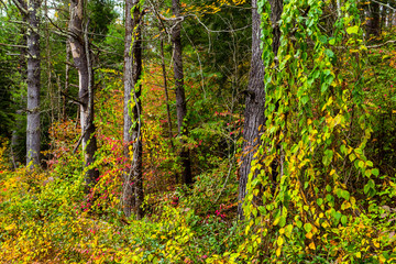 Autumn on New England by Constantine