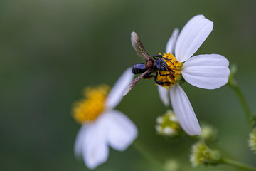 bee on a flower
