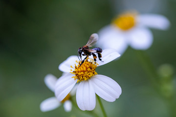 fly on a flower