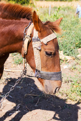 Portrait of a brown foal, was covered with flies, rural landscape. Muzzle of a foal. Brown foal. Small horse.