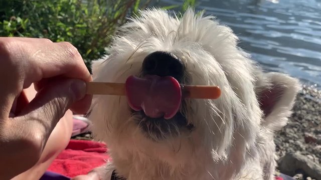 Dog licking ice cream on the wooden stick in slow motion. Cute west highland terrier eating chocolate ice cream on the beach. White dog cooling on a hot summer day with frozen ice cream.