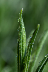 dew on a grass