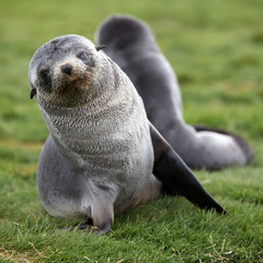 Fur Seal Cubs (Arctocephalus gazella), South Georgia, Antarctic. Looking at Camera.  Square Composition.