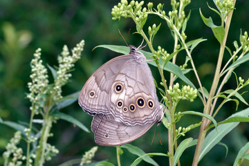 Fototapeta premium オオヒカゲの交尾（北海道・鶴居村）