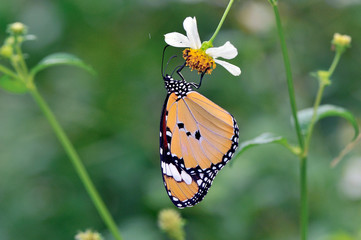カバマダラの雌（沖縄県・石垣島）