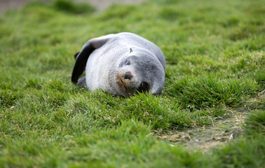 Fototapeta premium Fur Seal (Arctocephalus gazella), South Georgia, Antarctic. Looking at Camera.