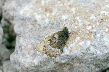 ダイセツタカネヒカゲ（北海道・大雪山）