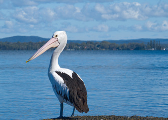 Pelican