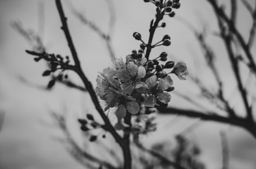 Branch of blossom