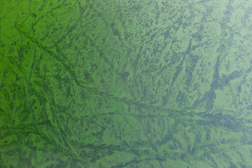 green algae on the surface of the water. natural the texture for background