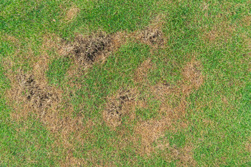 Green and yellow grass texture Brown patch is caused by the destruction of fungus Rhizoctonia...