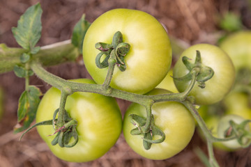 green tomatoes on vine