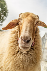 portrait of a sheep