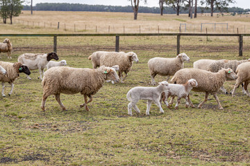 sheep and lambs