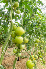 green tomatoes on the vine