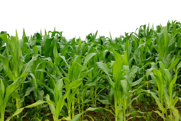 Obraz premium maize field isolated on white background