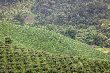 Fototapeta na wymiar corn and mango farm mountain landscape. Thailand