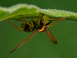 European paper wasp, Gallische Feldwespe (Polistes dominulus)