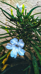 lily of the valley in water