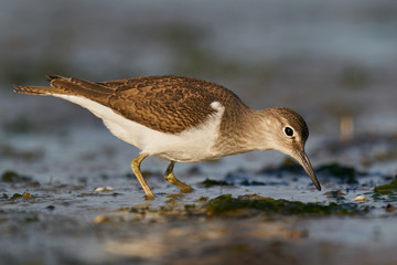 Common sandpiper (Actitis hypoleucos)