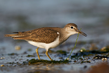 Common sandpiper (Actitis hypoleucos)