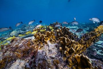 Coral Reef