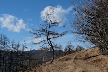 秋山の紅葉。百名山 雲取山。ダンシングツリー。Dancing Tree. Orange color...