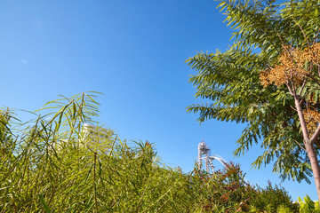 Top of green trees and sky background