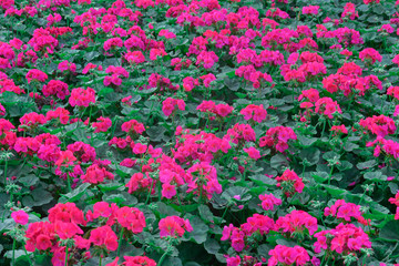 Los lirios adornan las distintas calles de la capital peruna y es famosa  desde la epoca precolombina 