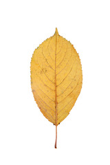 Dried yellow autumn cottonwood leaf isolated on the white background. Herbarium.