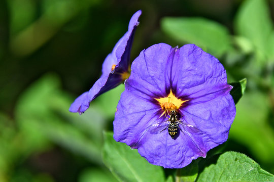 Wool carder bee on blue potato bush flower