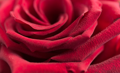 Soft floral red background. Macro blur flower. Red velvet rose.