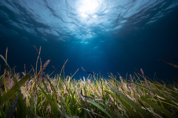 Fototapeta na wymiar Underwater Seagrass