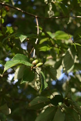 Oak tree branches and young acorn nuts