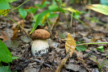 Close up boletus edulis mushroom in the forest.