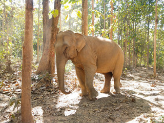 Fototapeta na wymiar Asian elephant in Laos 2