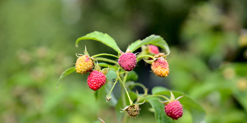 Maliny © MagicEarthPlanet