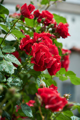 Red roses wet in the rain. Wet roses. Roses with raindrops.