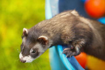 Ferret playing in summer hot day time in swimming pool
