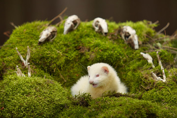 Ferret posing as a hunting predator in forest moss decorated with prey skulls