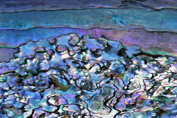 Closeup of iridescent abalone shell