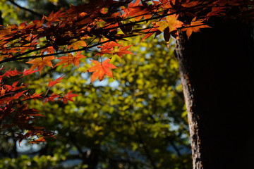 秋山の紅葉。中央線、倉岳山。Orange color leaves, autumn time Japan 