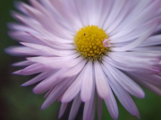 Obraz premium purple daisy flower