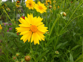 Golden-Wave flower on nature background