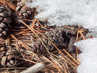 close up of pine cones on snow