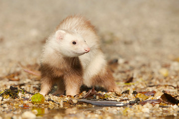 Ferret posing as a hunting predator with small fish on water bank