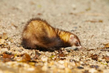 Ferret posing as a hunting predator with small fish on water bank