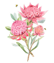 Beautiful image with watercolor summer pink protea flower painting. Stock illustration. - obrazy, fototapety, plakaty